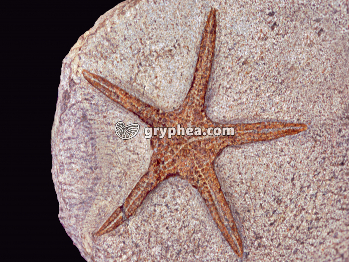 Etoile de mer fossile - gryphea.com